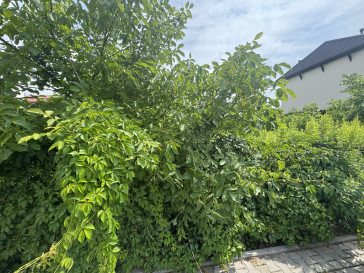 Działka Sprzedaż Rybie